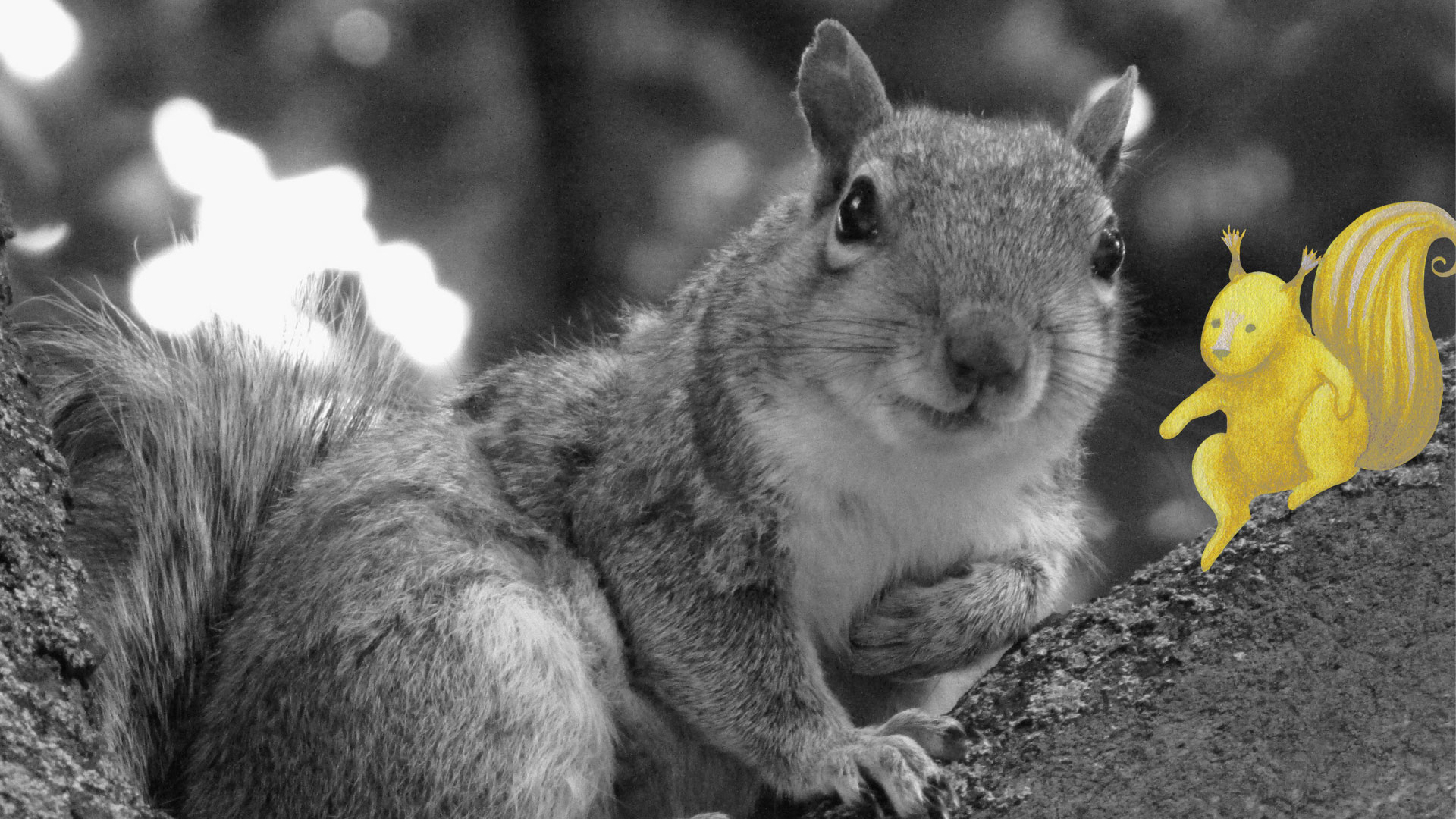 squirrel2