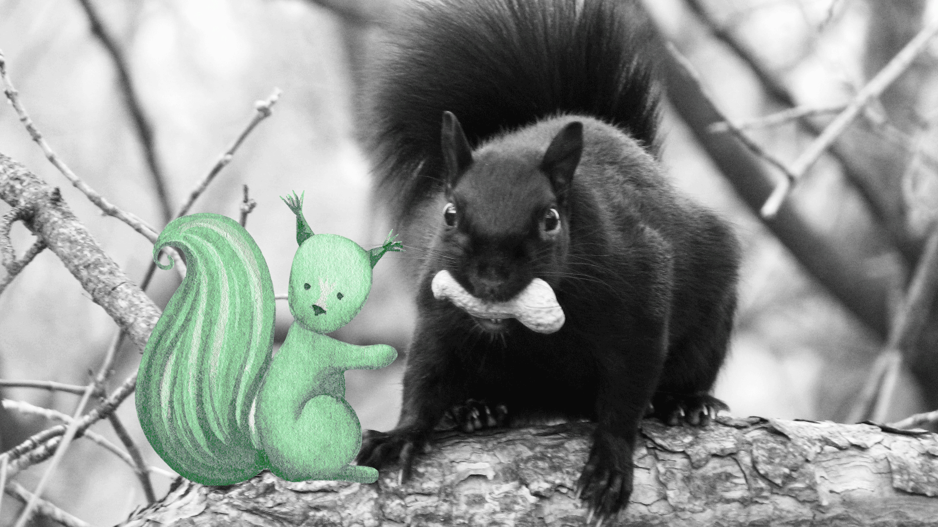 squirrel4