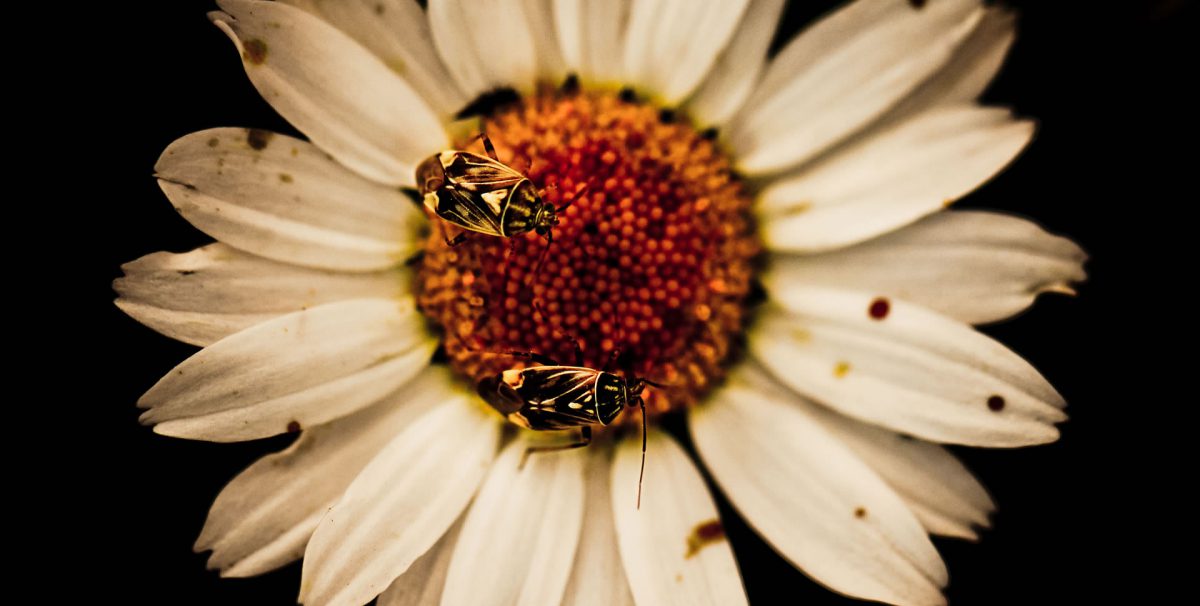 Are humans better than other forms of life?